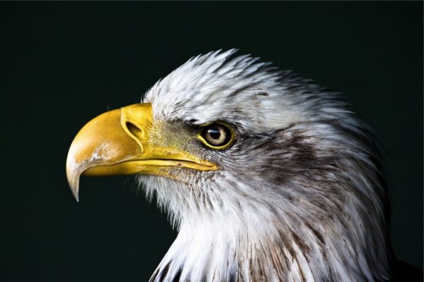 They’re beautiful nature-bird-animal-heron-largebird-animal-united-states-of-america-bald-eagl
